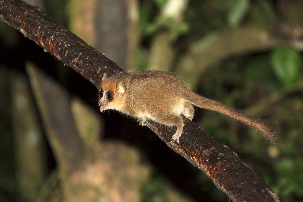 Brown Mouse Lemur